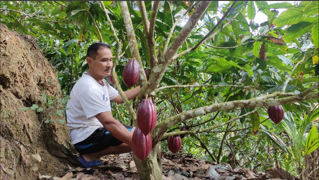Potensi Perkebunan Kakao Wonoanti